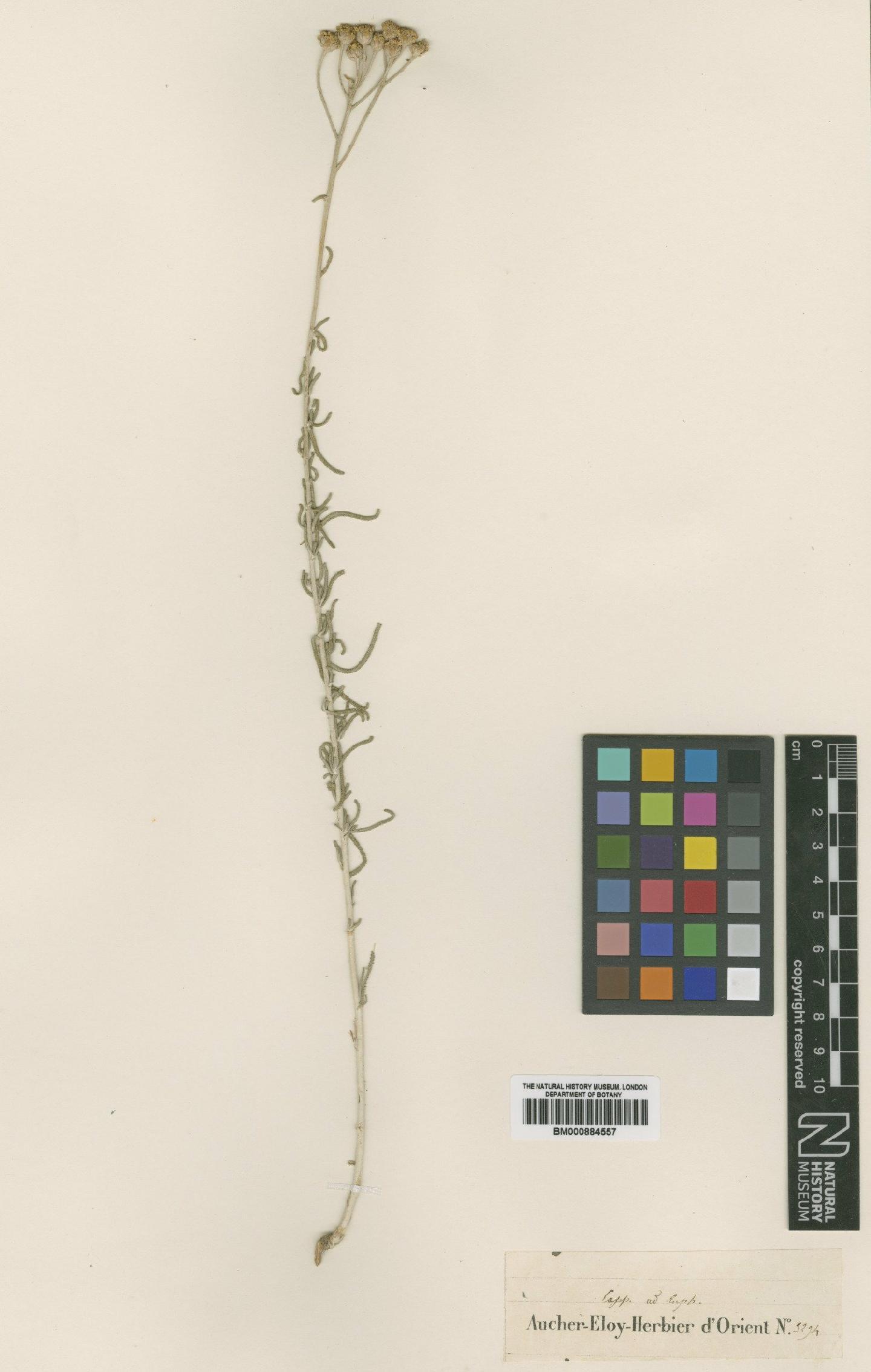 To NHMUK collection (Achillea aleppica DC.; Isotype; NHMUK:ecatalogue:4994259)
