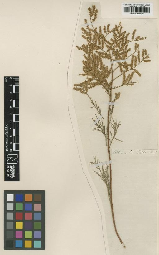 Tamarix ramosissima Ledeb - BM000999968