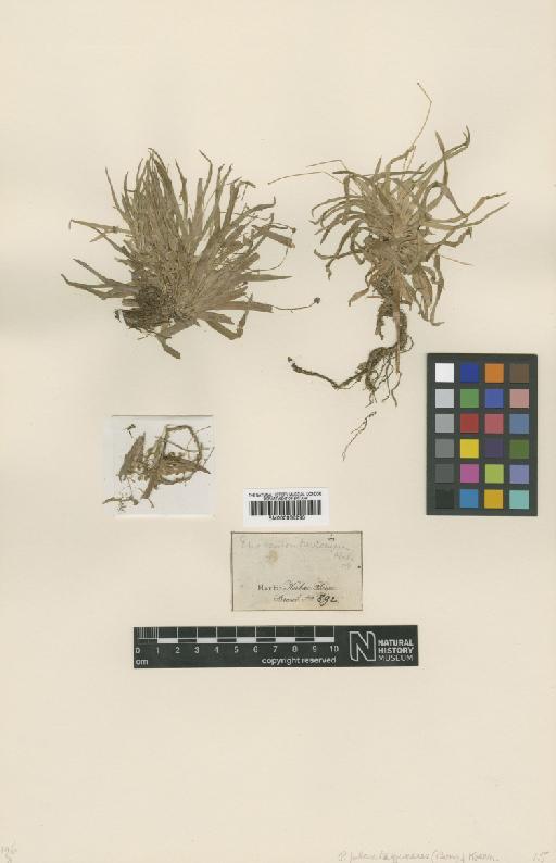 Paepalanthus plantagineus (Bong.) Körn. - BM000938293