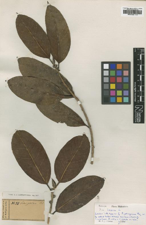 Ficus benghalensis L. - BM000951776