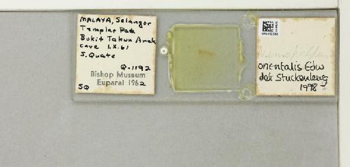 Nemopalpus orientalis (Edwards, 1928) - 015412386_811327_1328670_828698_NoStatus