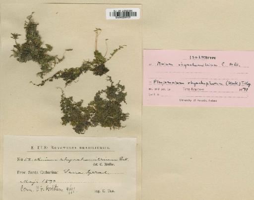 Plagiomnium rhynchophorum (Hook.) T.J.Kop. - BM000960131