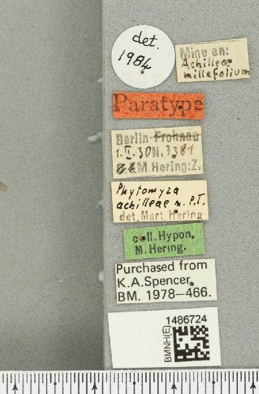 Phytomyza achilleae Hering, 1932 - BMNHE_1486724_a_label_52980