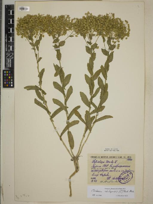 Cardaria chalepense (L.) Handel-Mazzetti - BM010775045