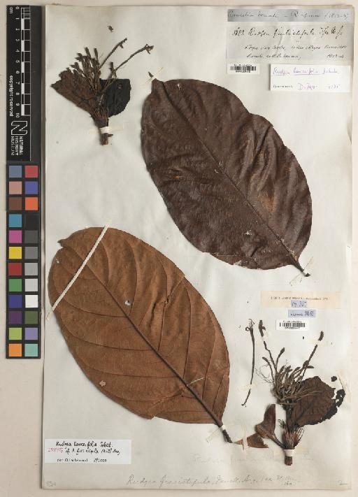Rudgea lanceifolia Salisb. - BM000984548