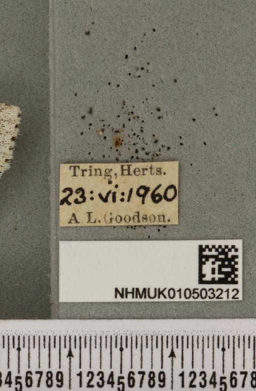 Acronicta leporina (Linnaeus, 1758) - NHMUK_010503212_label_561239