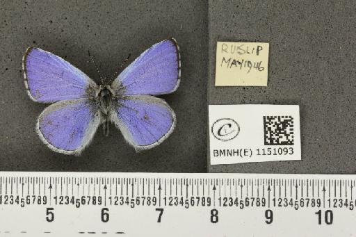 Celastrina argiolus britanna (Verity, 1919) - BMNHE_1151093_112122