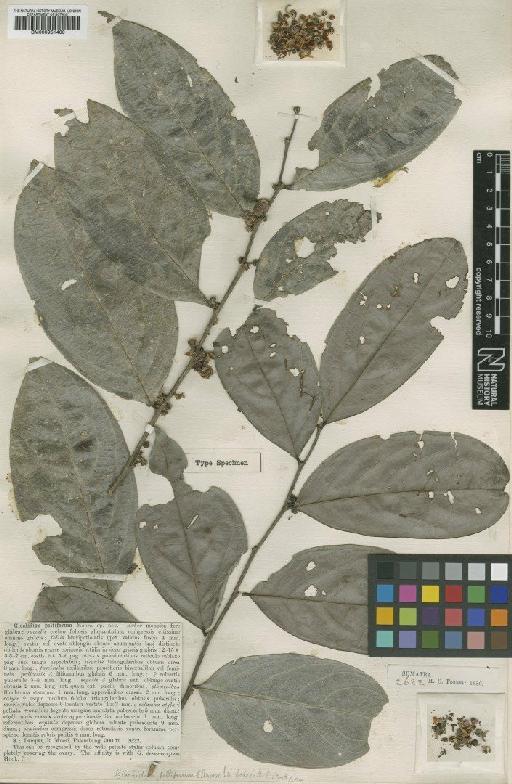 Glochidion peltiferum S.Moore - BM000951400