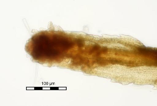 Syrrhopodon incompletus Schwägr. - Syrrhopodon brevivaginans_BM000677142gemtip.jpg