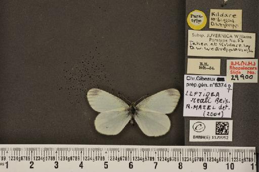 Leptidea reali Reissinger, 1989 - BMNHE_1120992_75053