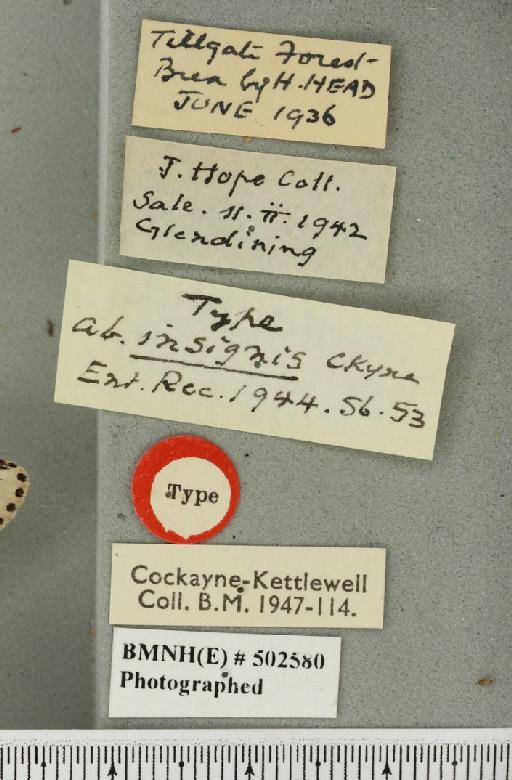 Furcula bicuspis ab. insignis Cockayne, 1944 - Sophie_4969_label_241835