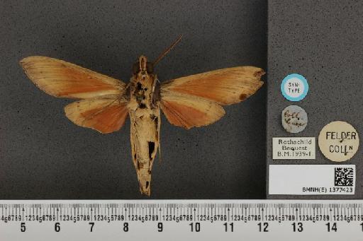 Phryxus caicus (Cramer, 1777) - BMNH(E) 1377423 Phryxus caicus ventral and labels.JPG