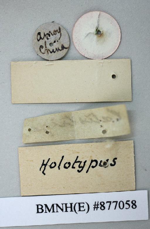 Blatta latistriga Walker, 1868 - Blatta latistriga Walker, F, 1868, female, holotype, labels (reverse). Photographer: Aging Wang. BMNH(E)#877058