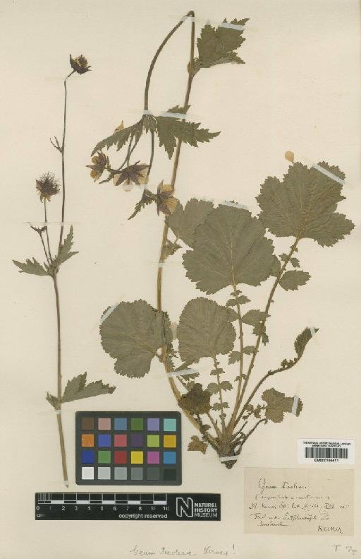 Geum × tirolense A.Kern. - BM000750671