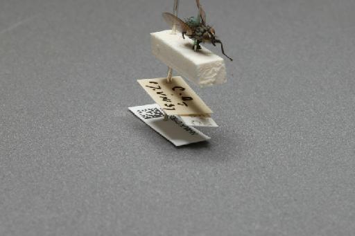 Sarcophaga (Myorhina) nigriventris Meigen, 1826 - 015092063_additional_4