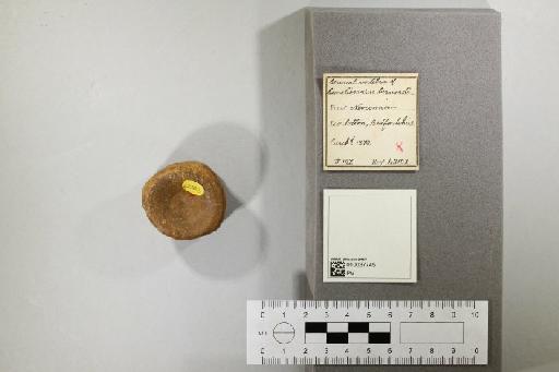 Cimoliasaurus bernardi (Owen, 1850) - 010037745_L010221814