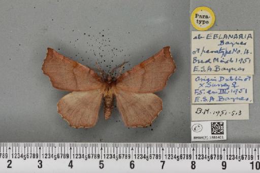 Selenia dentaria ab. eblanaria Baynes, 1952 - BMNHE_1881401_446708