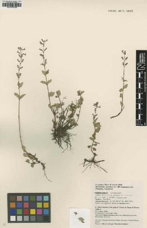 Cuphea racemosa (L.f.) Spreng. - BM000934283