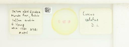 Coccus celatus De Lotto, 1960 - 013529398_117372_1098000_157772_NonType_1_1_1_1_1