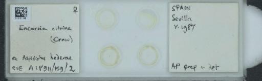 Encarsia citrina (Craw, 1891) - 010151142_122643_1689132