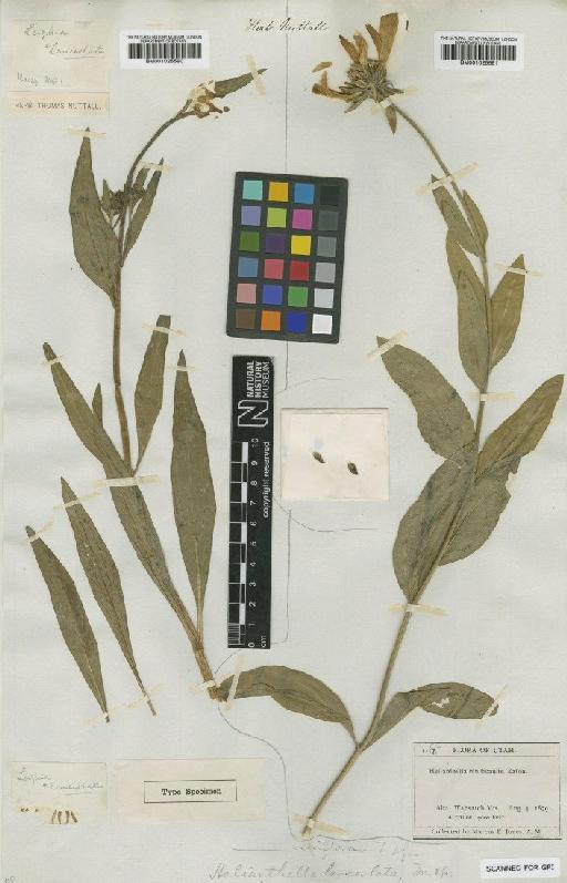 Helianthella uniflora (Nutt.) Gray - BM001025591