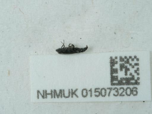 Syntomus foveatus (Geoffroy in Fourcroy, 1785) - 015073206_2