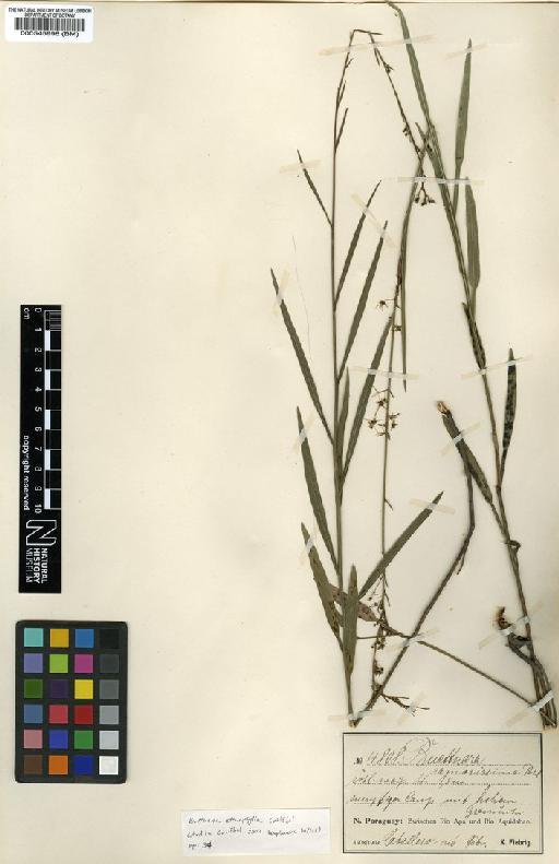 Byttneria stenophylla - BM000545998