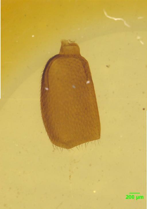Paederinae Fleming, 1821 - 010189129__
