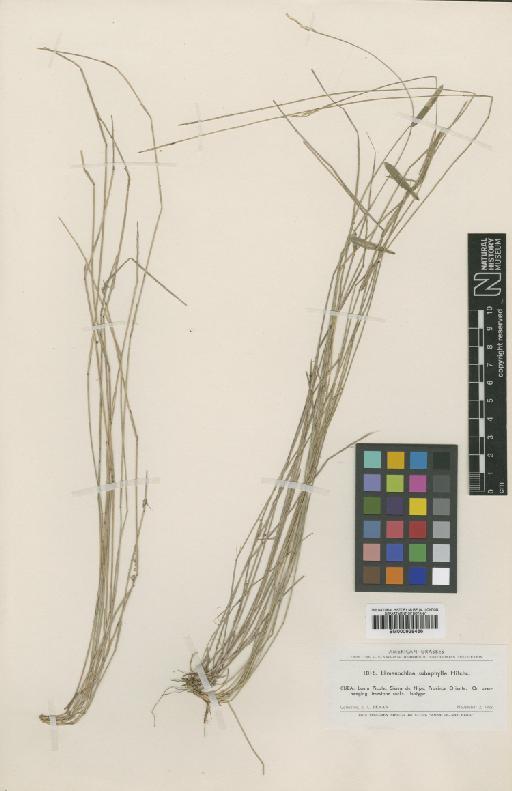 Ekmanochloa subaphylla Hitchc. - BM000938466