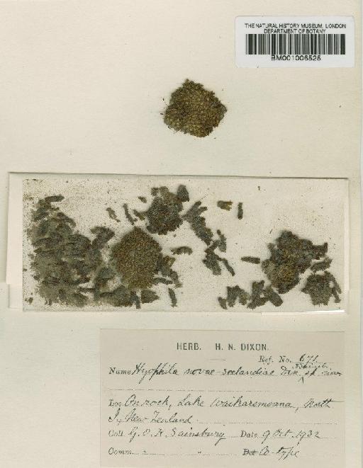 Hyophila novae-seelandiae Dixon & Sainsbury - BM001006525