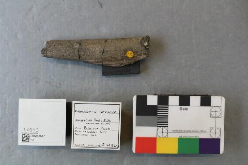 Kentisuchus spenceri Buckland, 1836 - 010248647_L010230947