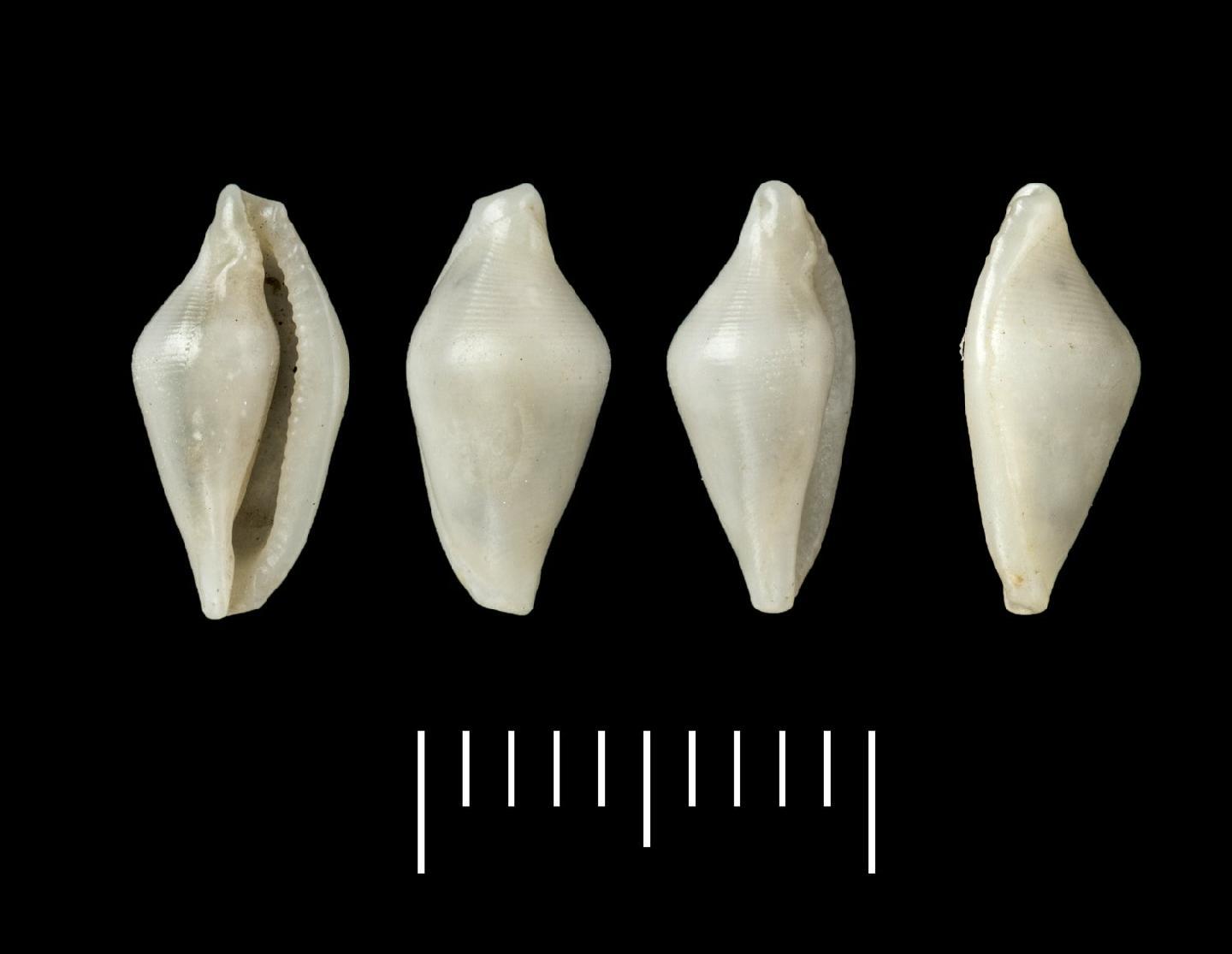 To NHMUK collection (Ovulum striatulum G. B. Sowerby I, 1828; LECTOTYPE AND PARALECTOTYPES; NHMUK:ecatalogue:2386322)