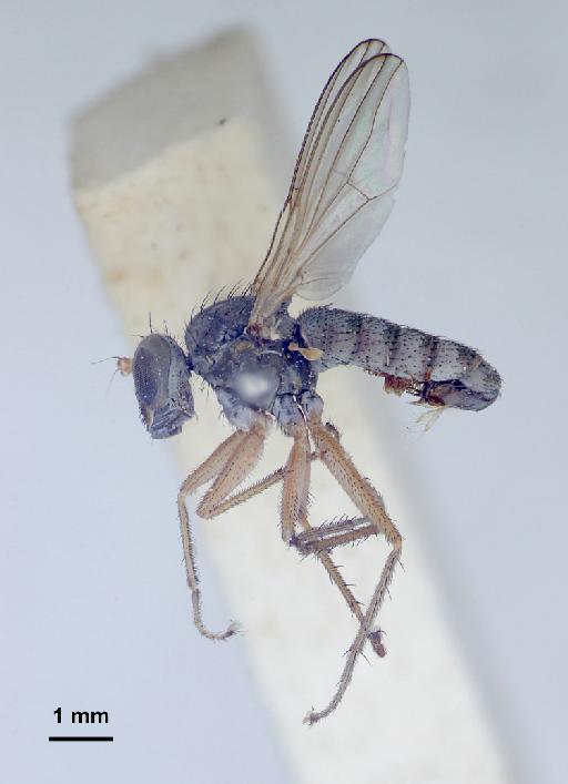 Thinophilus pallidipes Parent, 1935 - Thinophilus_pallidipes-010627794-habitus_B-10_0x-scale