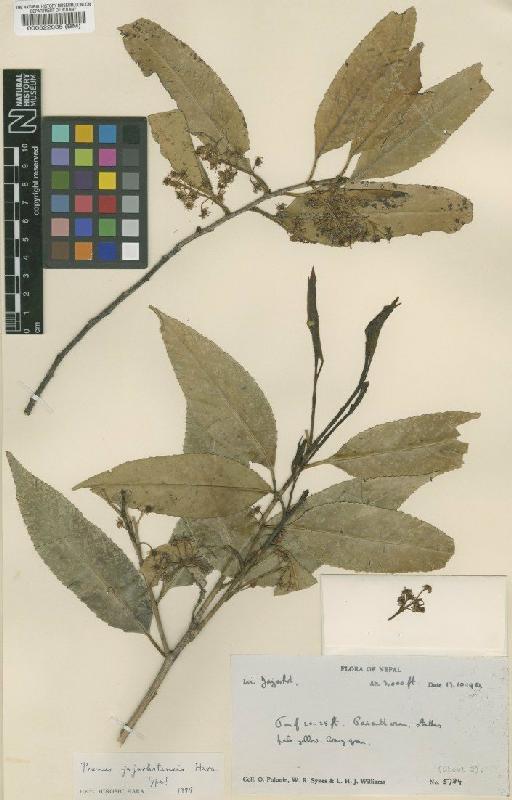Prunus pygeoides Koehne - BM000522035