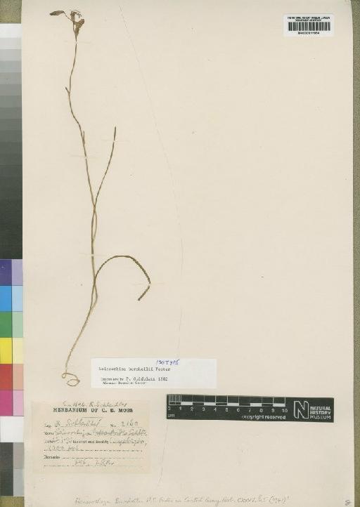 Geissorhiza burchellii R.C.Foster - BM000911954