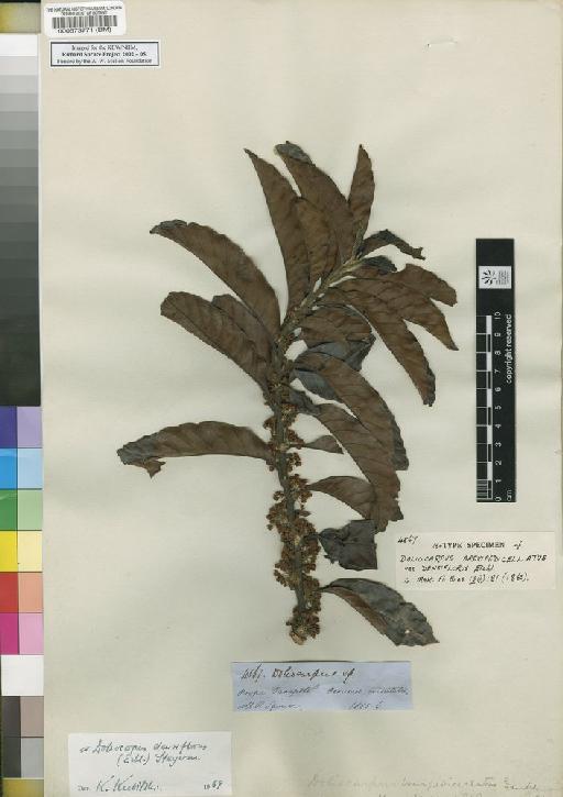 Doliocarpus Rol. - Spruce - BM000573771