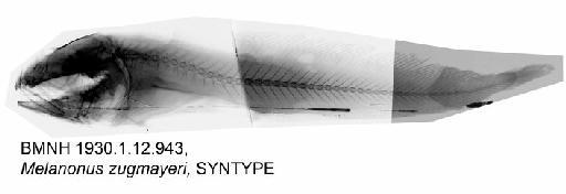 Melanonus zugmayeri Norman, 1930 - BMNH 1930.1.12.943, Melanonus zugmayeri, SYNTYPE, Radiograph