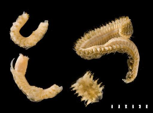 Lepidasthenia tubicola Day, 1973 - Polychaete type specimen 1972.54 view 1