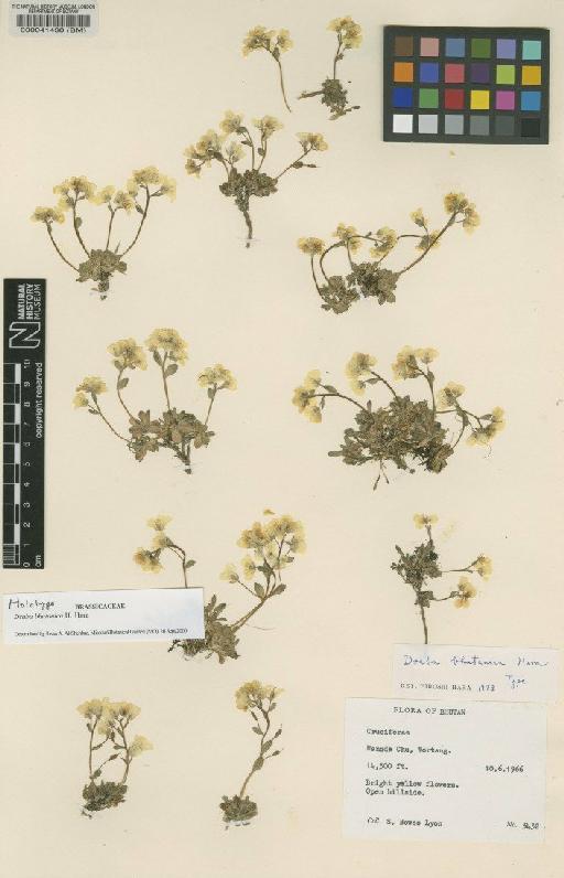 Draba bhutanica Hara - BM000041430