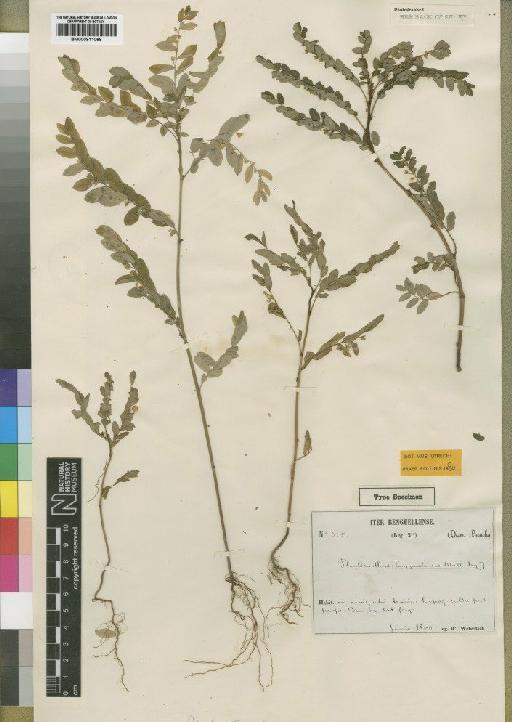 Phyllanthus benguelensis Müll.Arg. - BM000911068