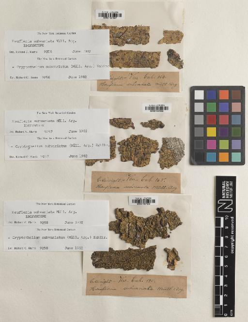 Cryptothelium subvariatum (Müll.Arg.) Zahlbr. - BM001097207.tif