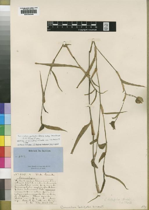Commelina petersii subsp. loandensis (C.B.Clarke) Faden - BM000842956