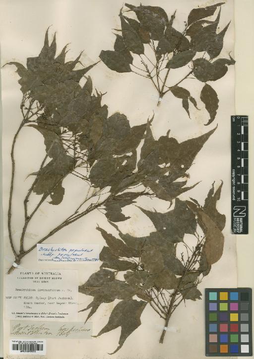 Brachychiton populneus (Schott & Endl.) R.Br. - BM000949973.tif