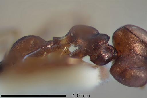 Agonatopoides ceres Olmi, 1984 - Agonotopoides ceres holotype BMNH(E)969514 mesosoma lat