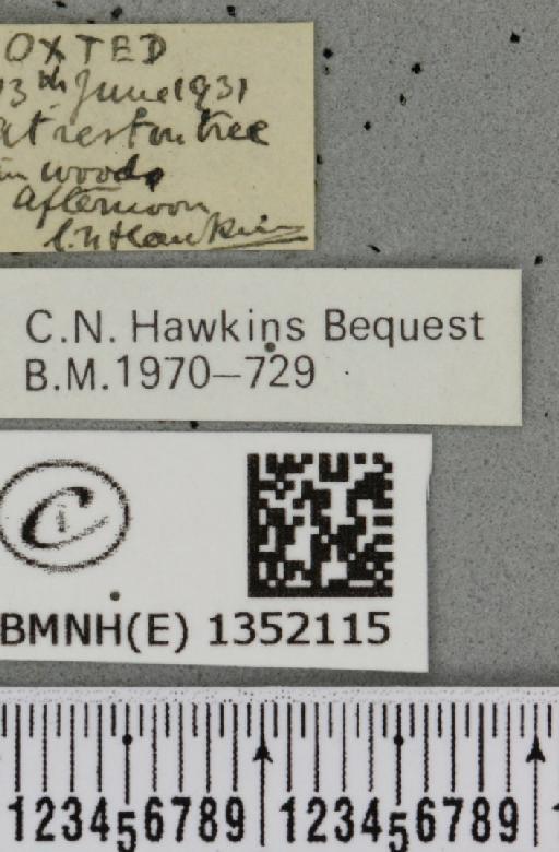 Phymatopus hecta (Linnaeus, 1758) - BMNHE_1352115_label_186654