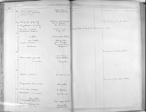 Pelecanoides exsul Salvin, 1896 - Zoology Accessions Register: Aves (Skins): 1880 -1884: page 36