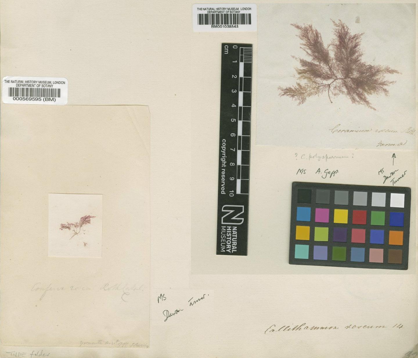 To NHMUK collection (Aglaothamnion roseum (Roth) Maggs & L'Hardy-Halos; Neotype; NHMUK:ecatalogue:4787081)