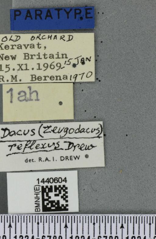 Bactrocera (Zeugodacus) reflexa (Drew, 1971) - BMNHE_1440604_label_36222
