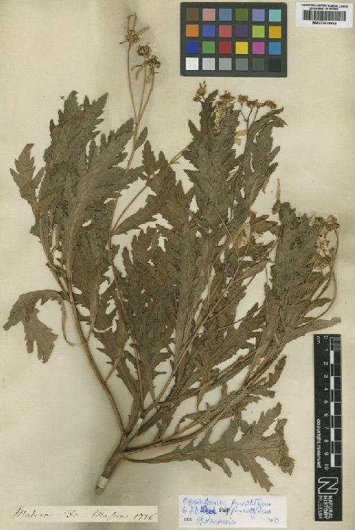 Argyranthemum pinnatifidum (L.f.) Lowe - BM000829843