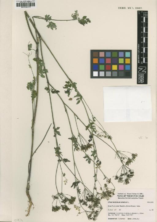 Chaerophyllum temulum L. - BM000954735